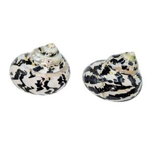 Set of Two Magpie Turbo Shell Black and White Seashell Coastal Decor